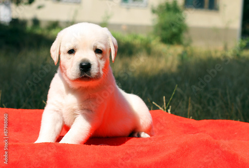 Fototapeta Naklejka Na Ścianę i Meble -  a nice labrador puppy on a red background