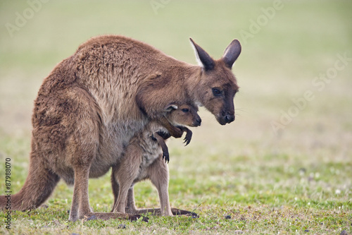 Känguru spielt mit Jungtier photo