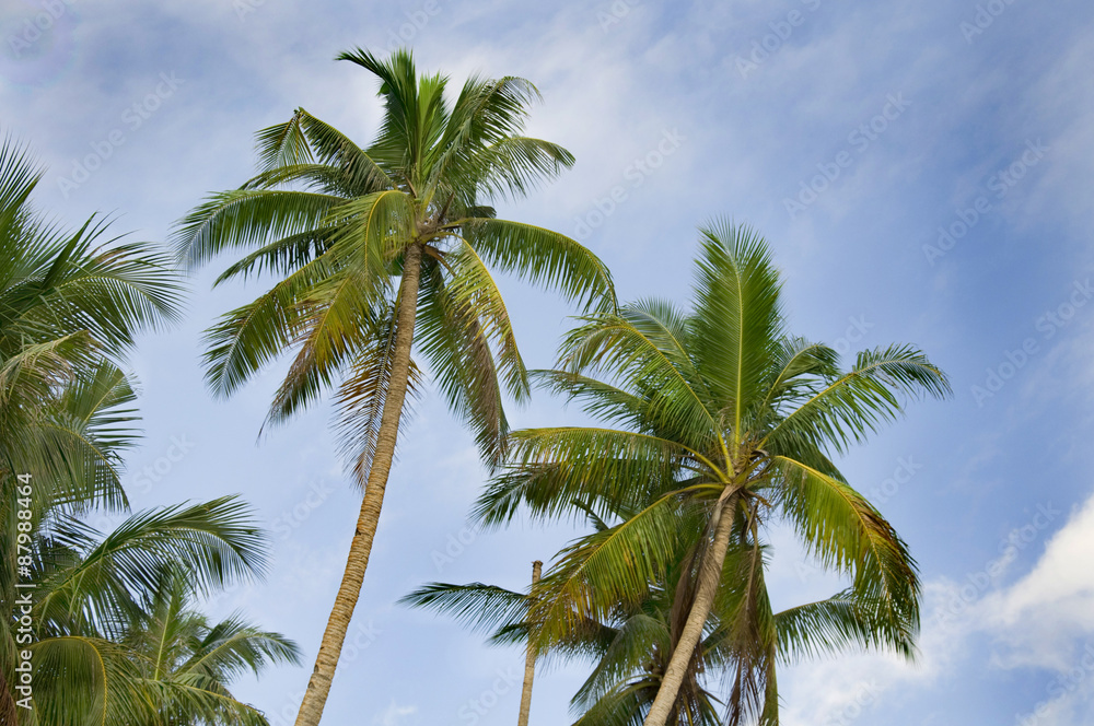 palm tree, white sand and turquoise sea water, Philippines, Boracay