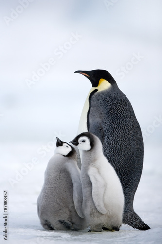 Kaiserpinguin mit K  ken