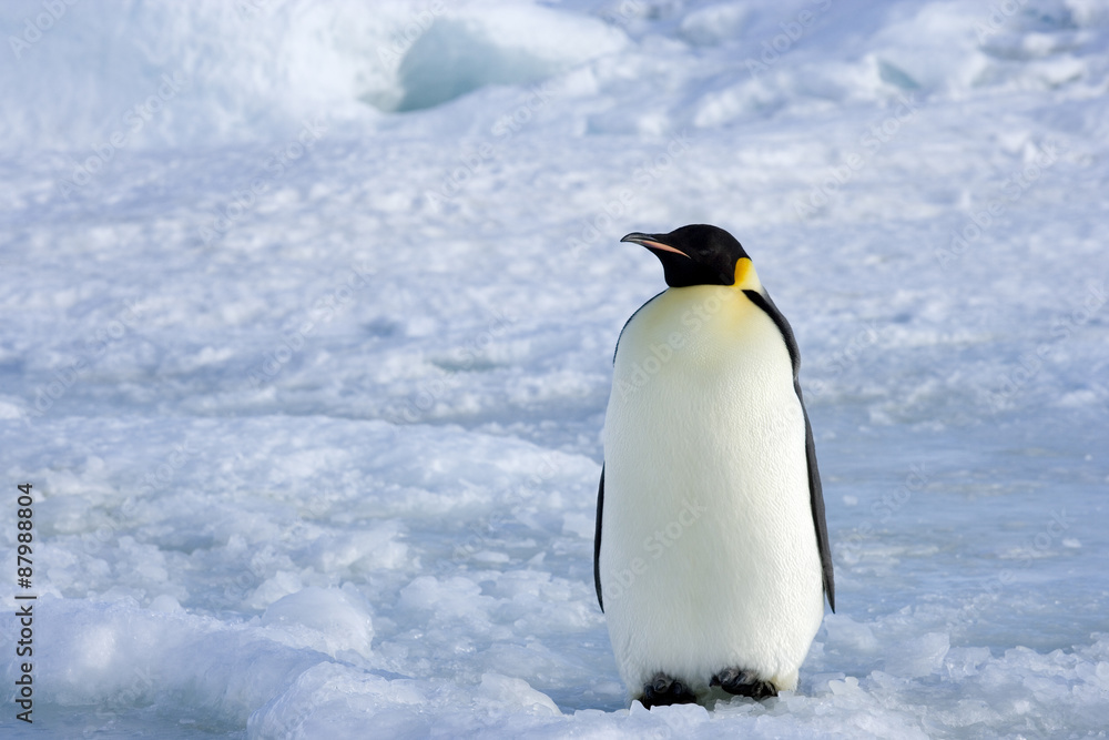 Fototapeta premium Kaiserpinguin 