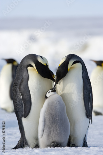 Kaiserpinguin mit K  ken