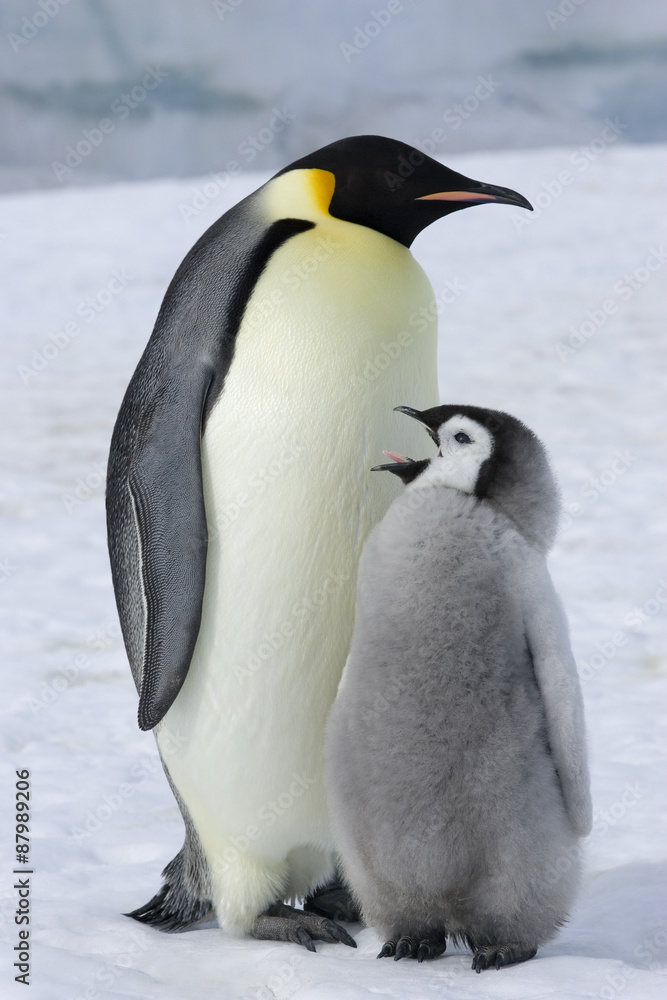 Obraz premium Kaiserpinguin mit Küken