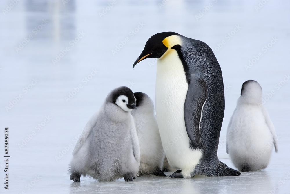 Naklejka premium Kaiserpinguin mit Küken