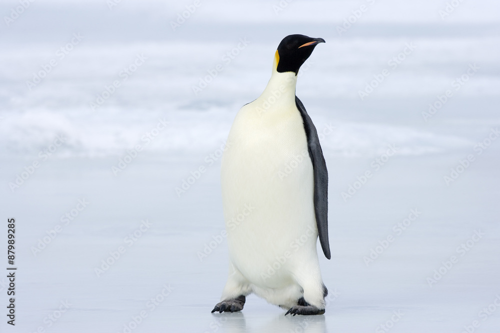 Naklejka premium Kaiserpinguin 