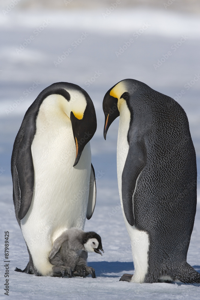 Obraz premium Kaiserpinguin mit Küken