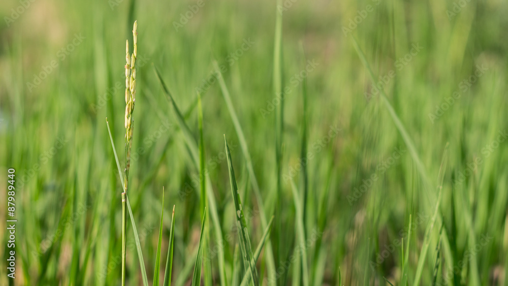 rice field after harvest