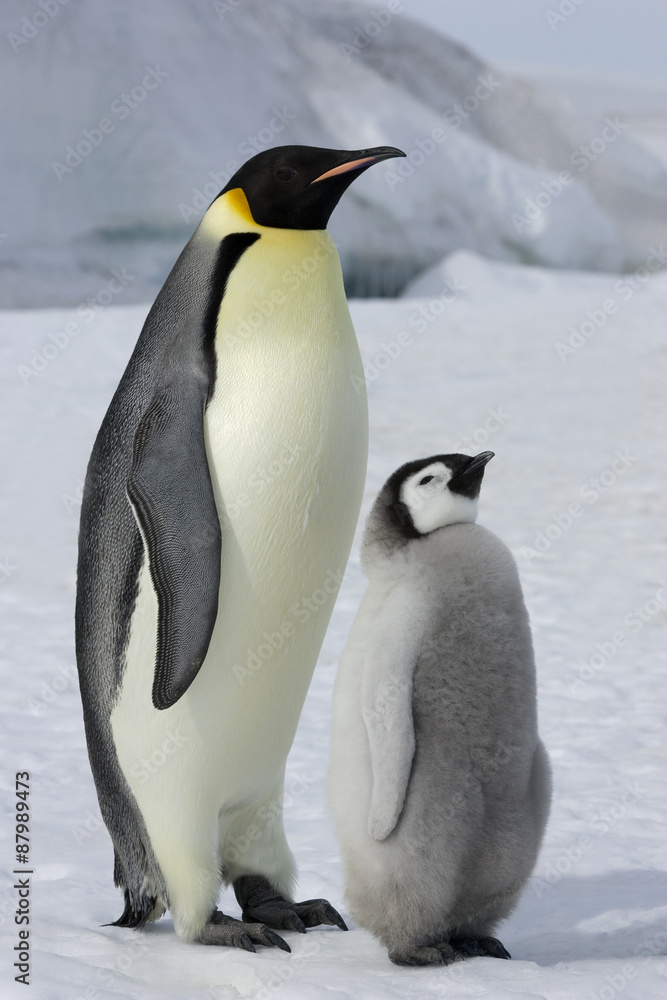 Kaiserpinguin mit Küken StockFoto Adobe Stock