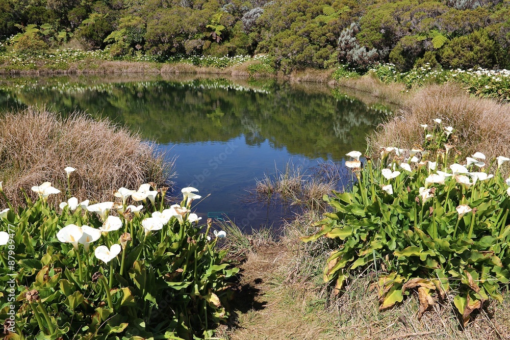 Fototapeta premium Piton de l'eau