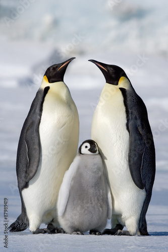 ペンギン アドビストックのデザイン かべいろ Com おしゃれ壁紙リフォーム貼り替え インクジェット壁紙のかべいろ Com