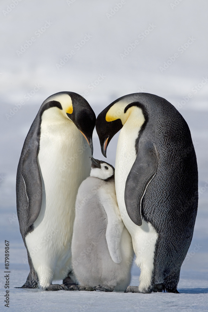 Fototapeta premium Kaiserpinguin mit Küken