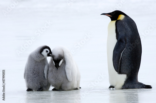 Kaiserpinguin mit Küken
