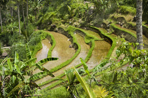 Rice field on Bali Indonesia