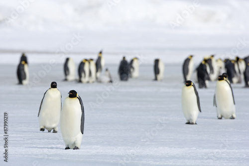 Kaiserpinguine wandern   ber das Eis