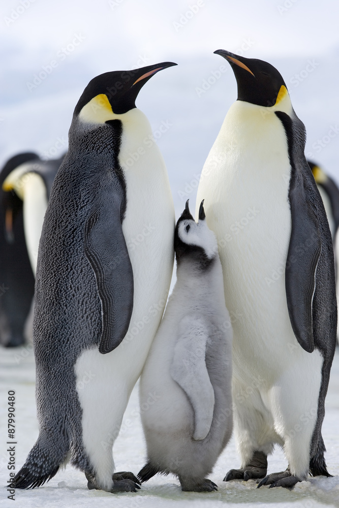 Fototapeta premium Kaiserpinguin mit Küken