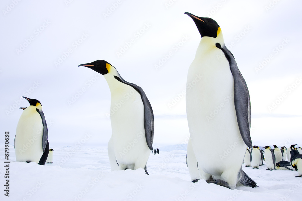 Fototapeta premium Kaiserpinguine