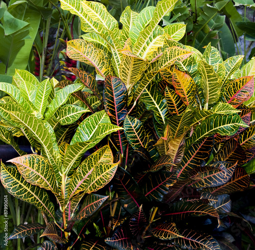 Croton plants with colorful leaves in tropical garden