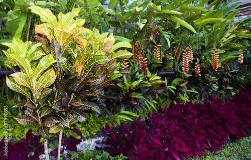 Croton plants with colorful leaves in tropical garden