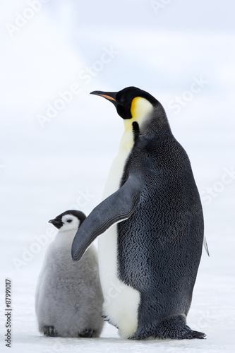 Kaiserpinguin mit K  ken