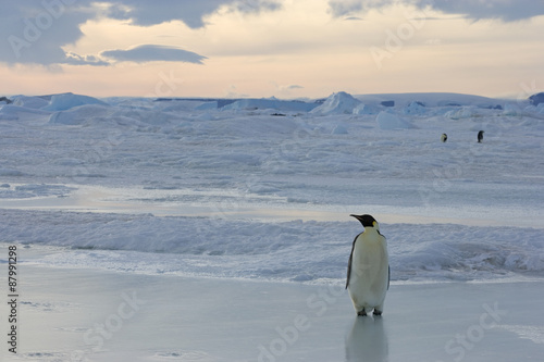 Kaiserpinguine wandern   ber das Eis