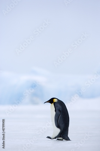 Kaiserpinguine wandern   ber das Eis