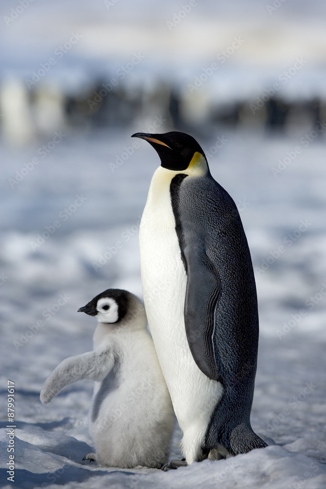 Fototapeta premium Kaiserpinguin mit Küken