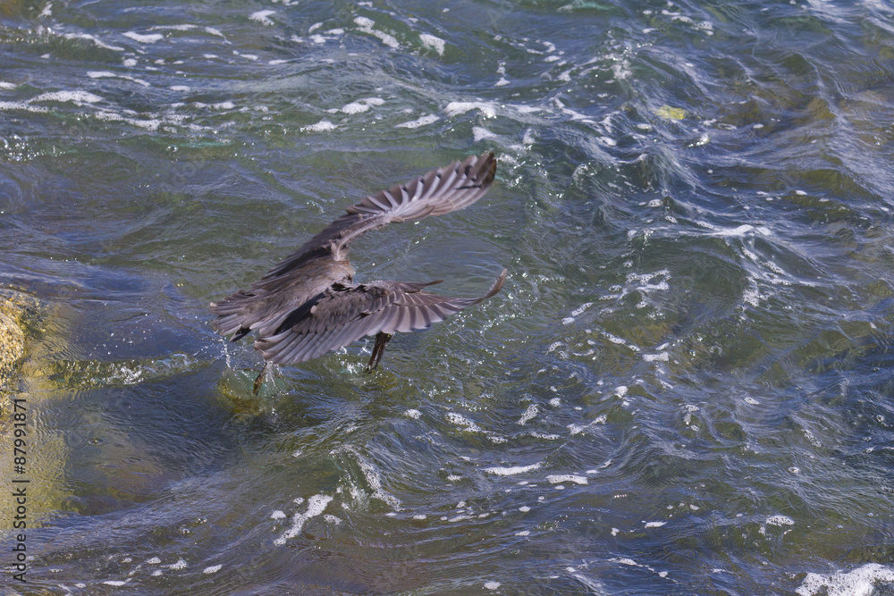 Obraz premium Pacific Reef Egret (Egretta sacra)