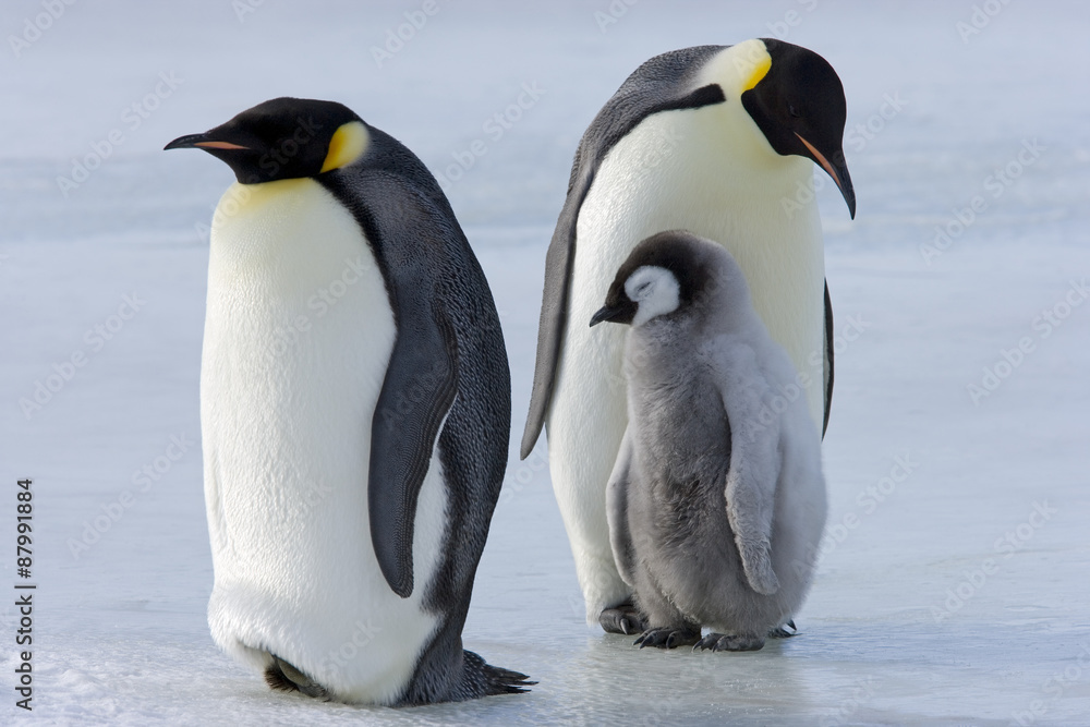Fototapeta premium Kaiserpinguin mit Küken