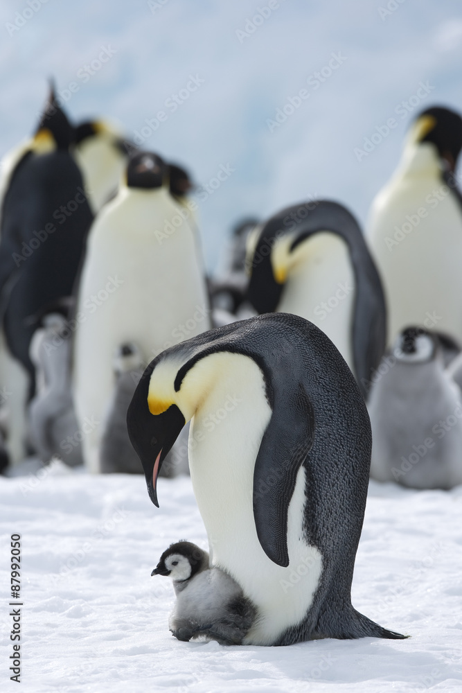 Fototapeta premium Kaiserpinguin mit Küken