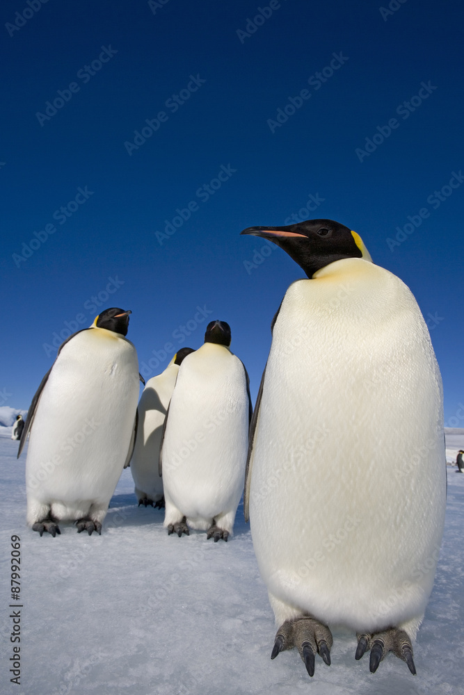 Fototapeta premium Kaiserpinguine