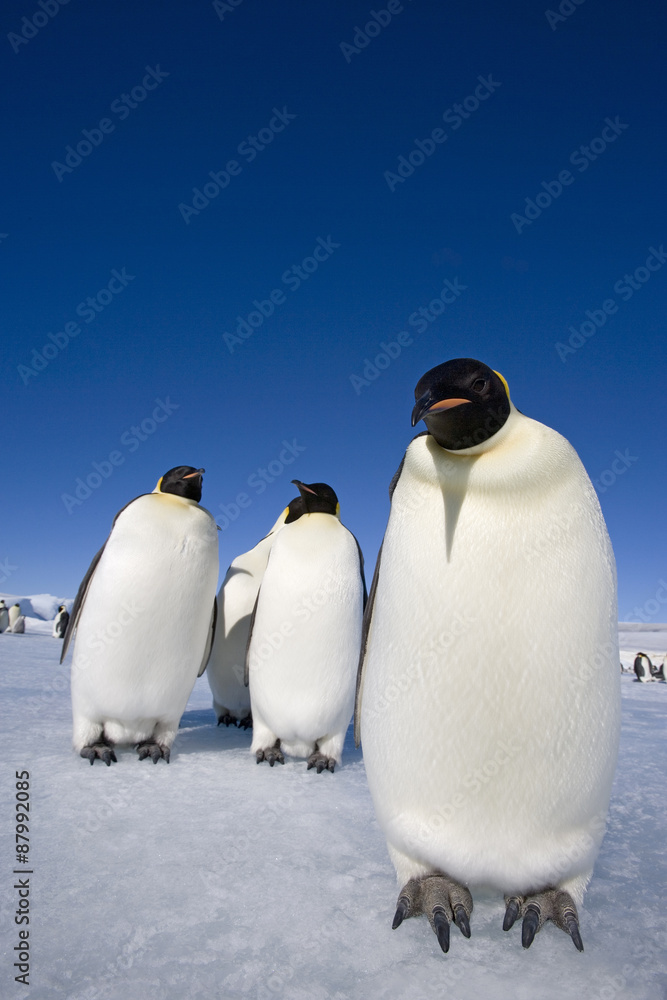 Fototapeta premium Kaiserpinguine