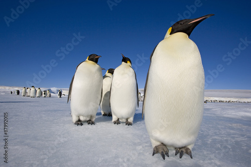 Kaiserpinguine