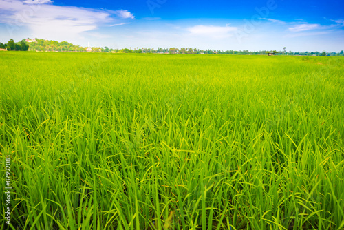 Green rice field and blue sky