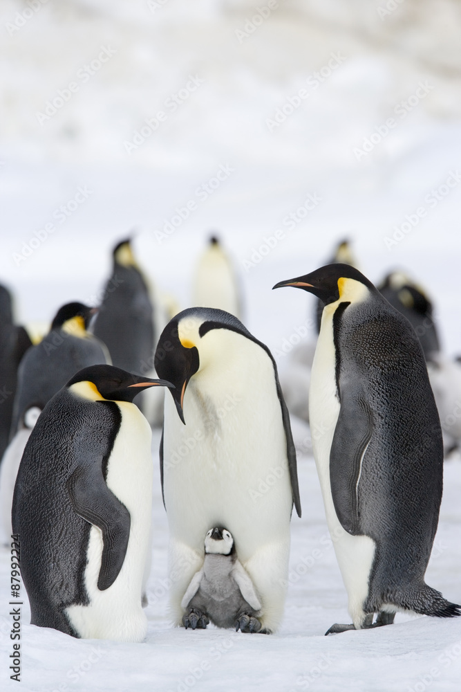 Fototapeta premium Kaiserpinguin mit Küken