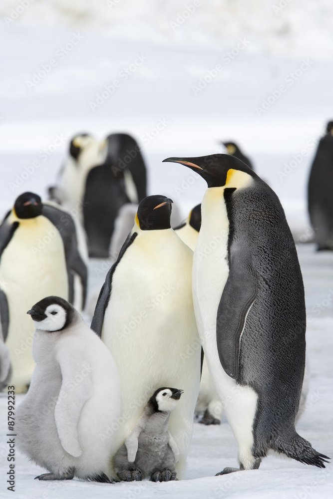 Obraz premium Kaiserpinguin mit Küken