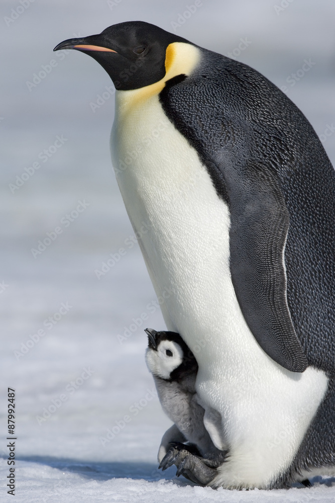 Naklejka premium Kaiserpinguin mit Küken