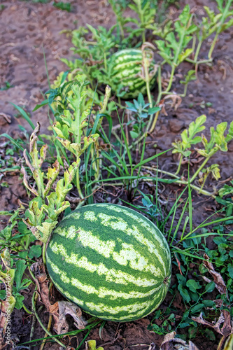 Ripe watermelon growing in the field..