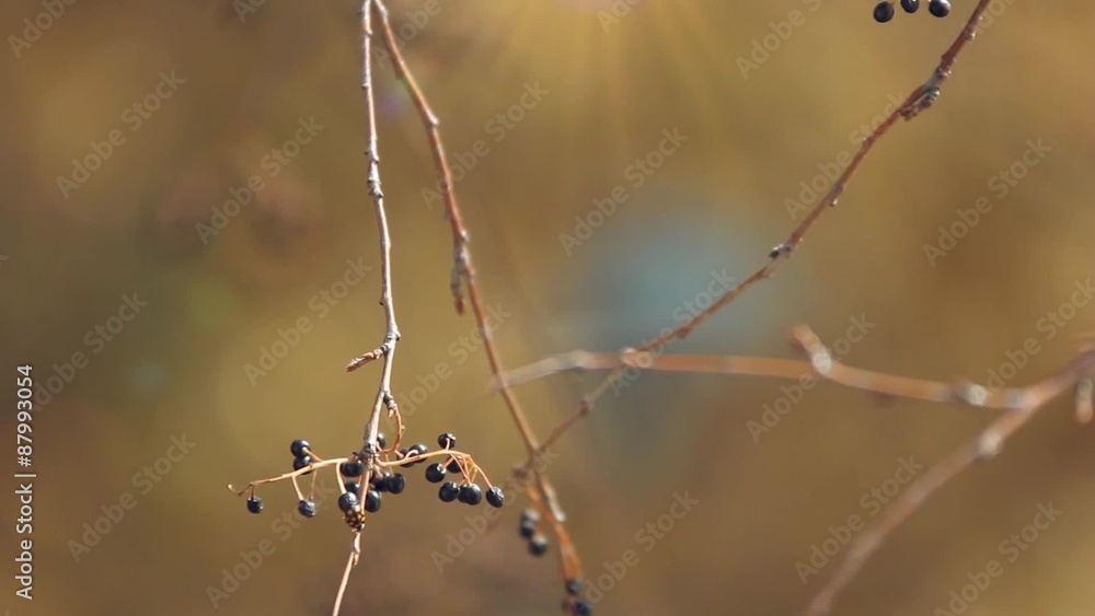 change of focus autumn tree branches with hanging debris from change of focus autumn tree branches with hanging debris from