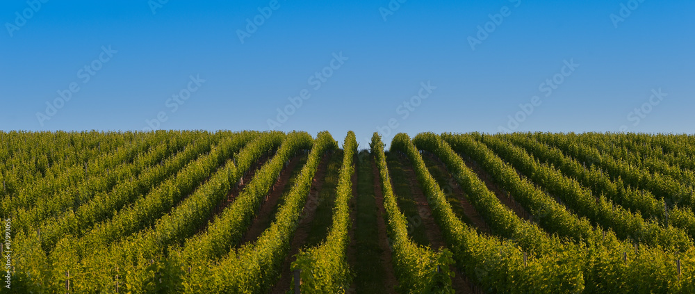 Vineyard Sunrise - Bordeaux Vineyard Vineyard Sunrise - Bordeaux Vineyard