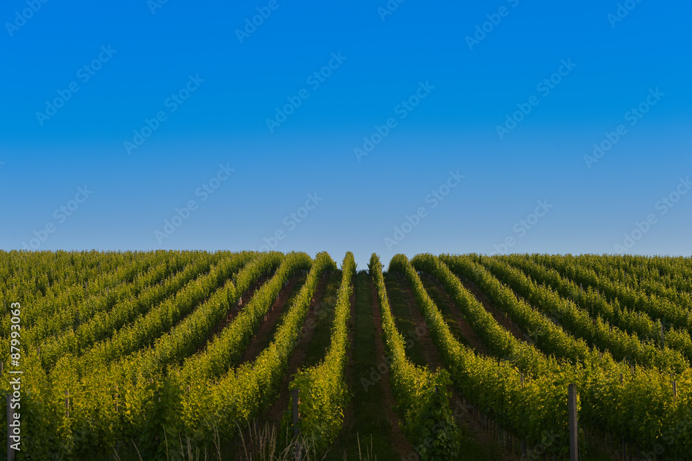 Vineyard Sunrise - Bordeaux Vineyard