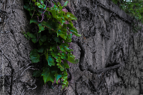 Obraz na plátně Leaves on Dead Vine