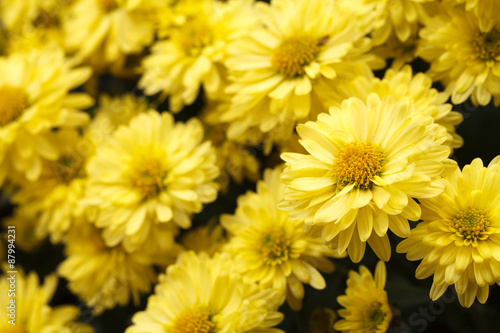 yellow flower with selective focus