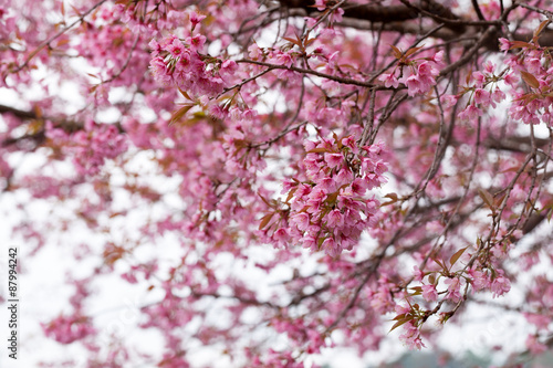 Close up branch with pink sakura blossoms