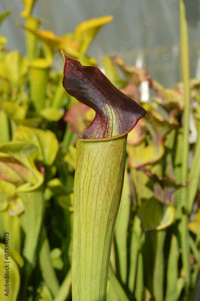 Sarracenia alata pourpre