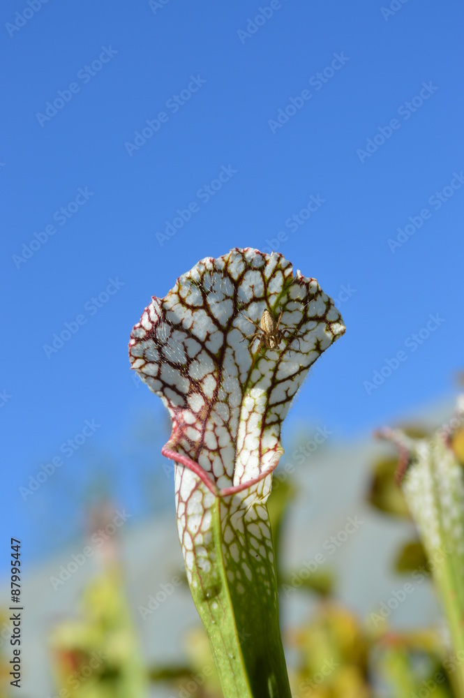Araignée sur une sarracenia