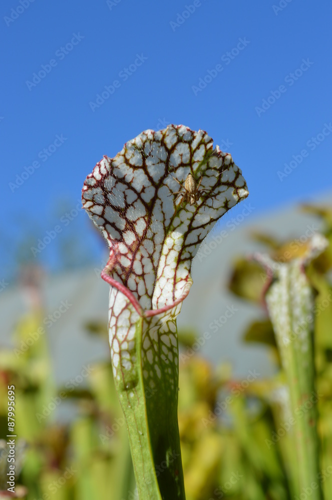 Araignée sur une sarracenia
