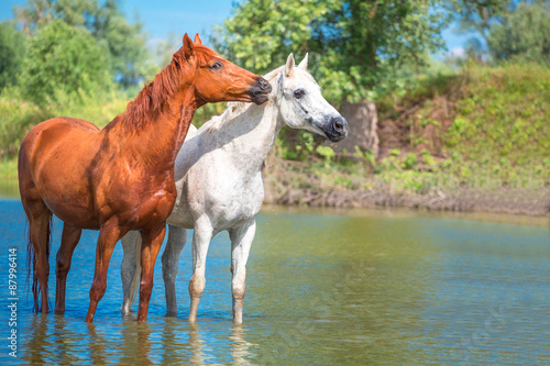 Fototapeta Naklejka Na Ścianę i Meble -  horses