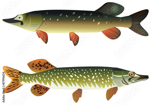 Pike fish and spotted pike fish.