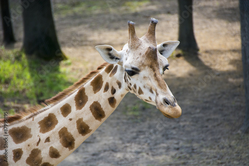 Giraffe Face © popshe