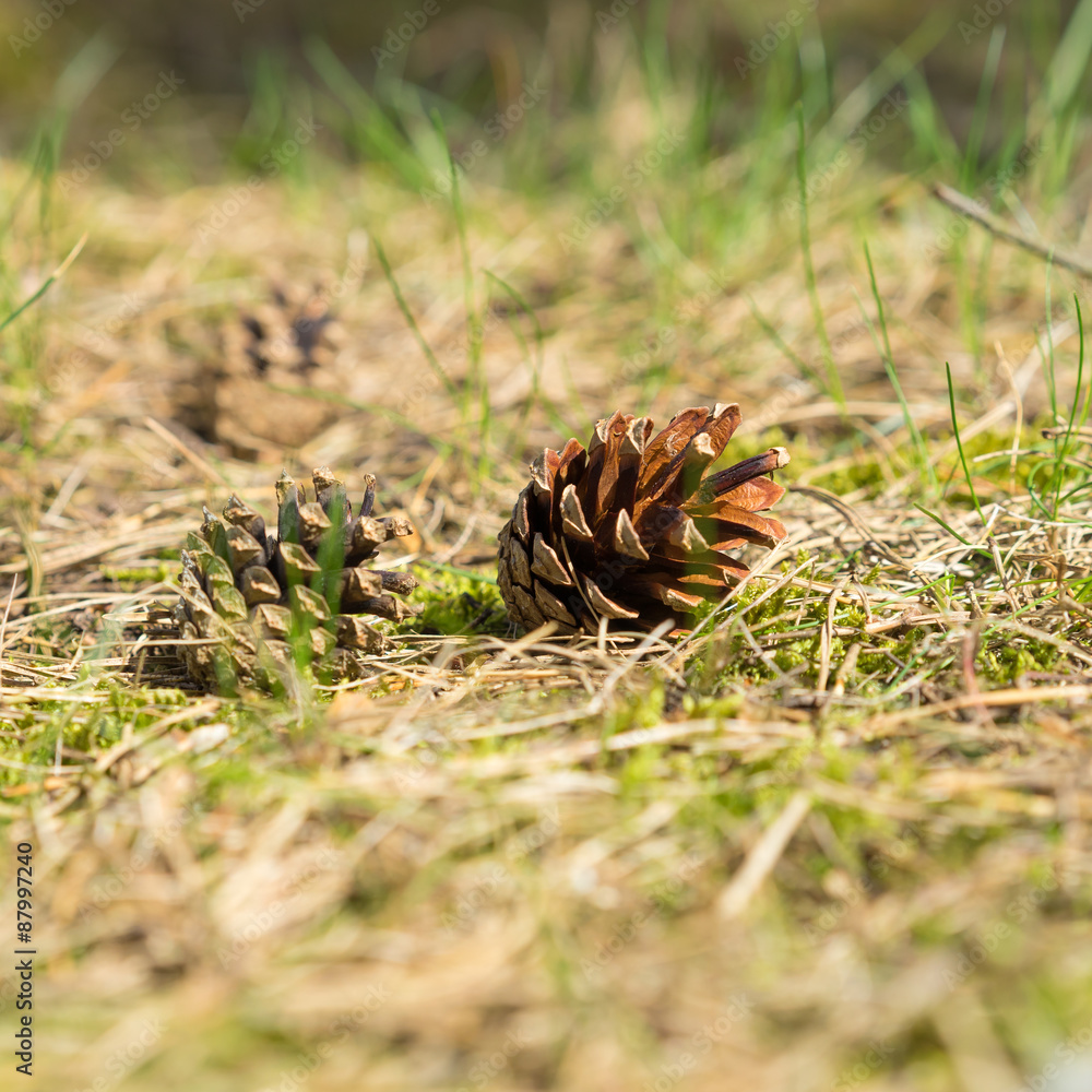 Kiefernzapfen auf dem Waldboden Kiefernzapfen auf dem Waldboden
